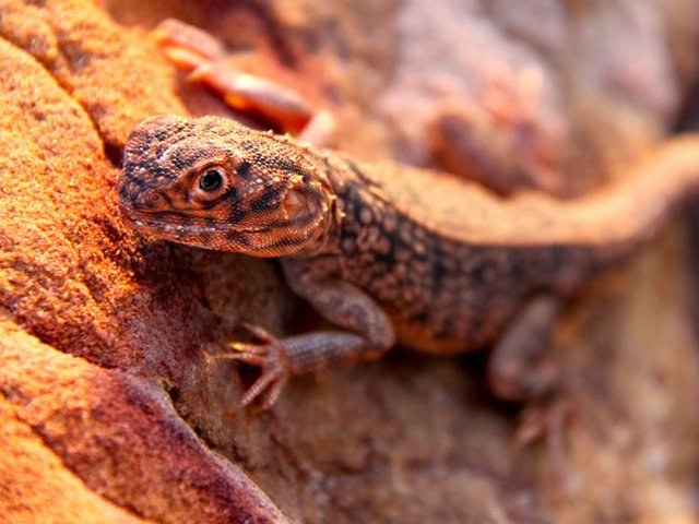 Lizard at James Price Point, Broome