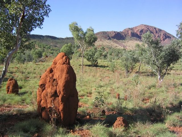 Termite Mound, Purnululu National Park