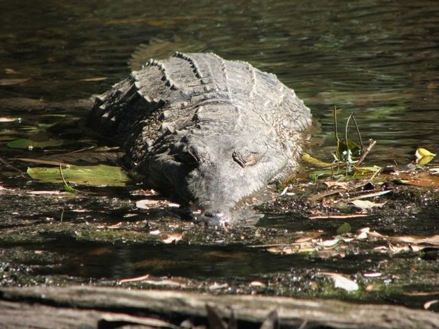 Freshwater Crocodile, Windjana Gorge National Park