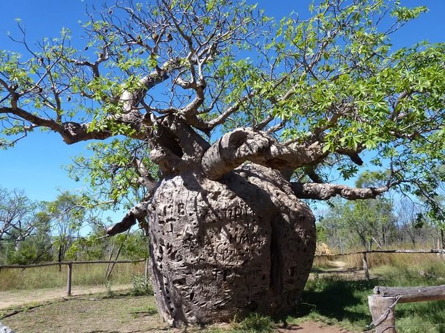 Prison Boab Tree, Derby