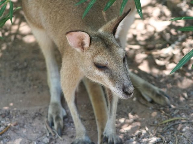 Agile Rock Wallaby