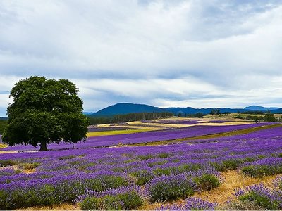 Bridestowe Estate Lavender Farm near Scottsdale