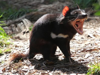 Tasmanian Devil