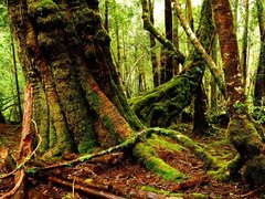 Tasmania
