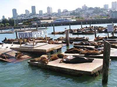 Sea Lions at Pier 39, Fisherman's Wharf
